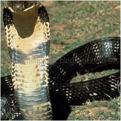 Mimpi melihat ular kobra hitam besar